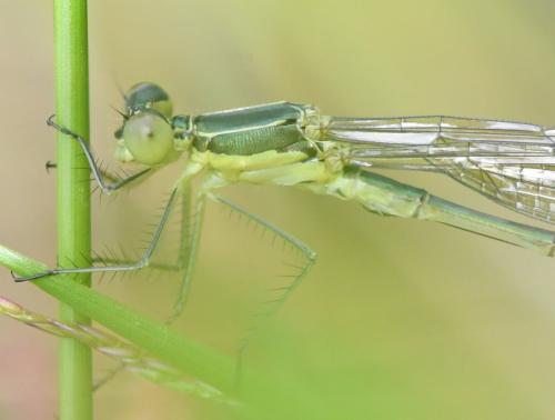 Lestes virens